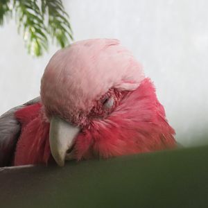 Galah