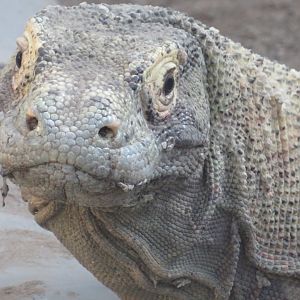 Komodo dragon