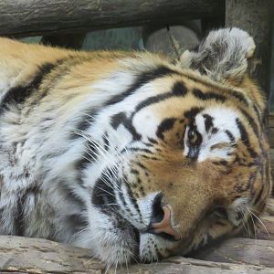 Amur (Siberian) tiger