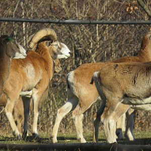 Mouflon group
