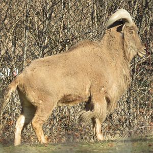 Barbary sheep