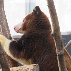 Matschie's tree kangaroo