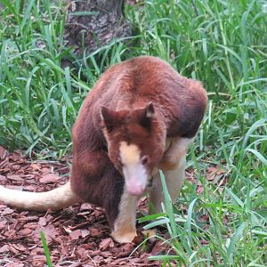 Matschie's tree kangaroo on the ground