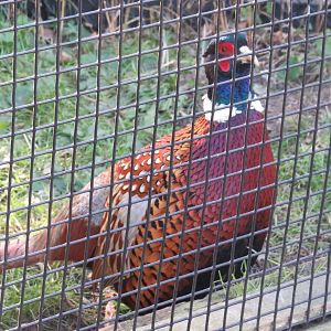 Ring-necked pheasant