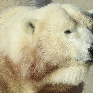 Polar bear