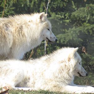 Arctic wolves