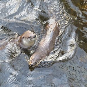 Northern river otters