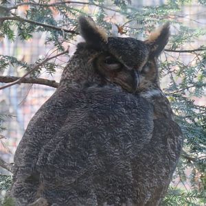 Great horned owl