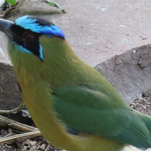Blue-crowned motmot