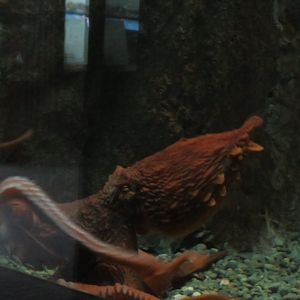 Giant Pacific octopus