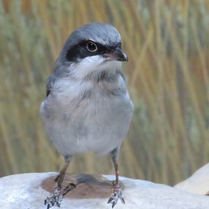 Loggerhead shrike