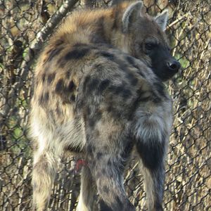 Spotted hyena