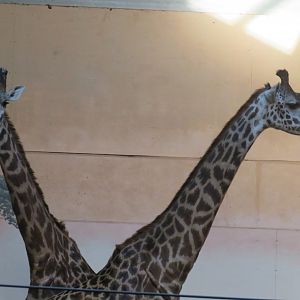 Masai giraffes