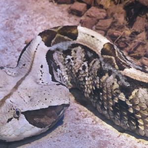 Gaboon viper