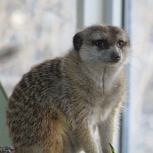 Meerkat
