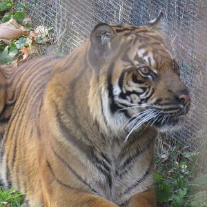 Sumatran tiger