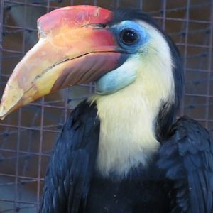 Wrinkled hornbill