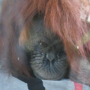 Sumatran orangutan