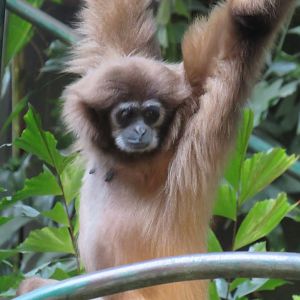 White-handed gibbon