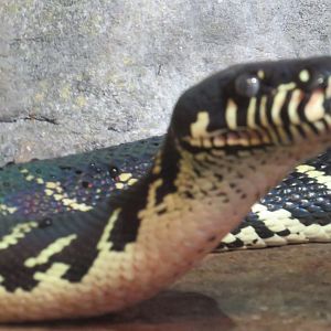 Boelen's python