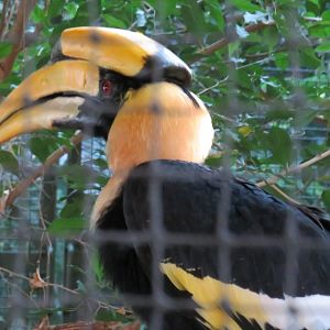 Great hornbill
