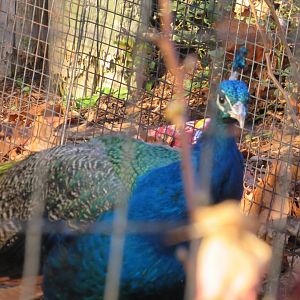 Indian peafowl