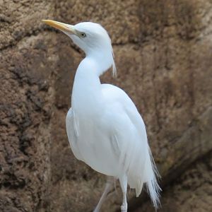 Cattle egret
