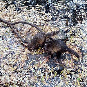 Crab-eating raccoons (Procyon cancrivorus)