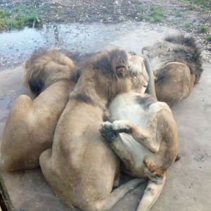 Pile of lions (5 of em)