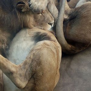 African lion (Panthera leo)