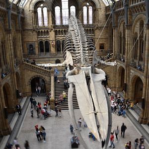 Hintze Hall blue whale