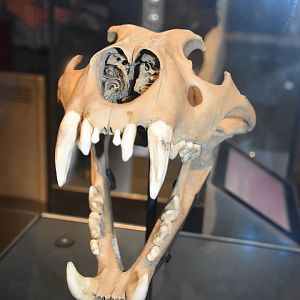 Barbary lion skull