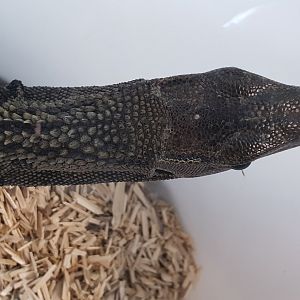 Roughneck monitor - Varanus rudicollis