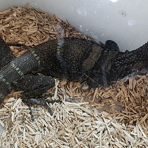 Roughneck monitor - Varanus rudicollis