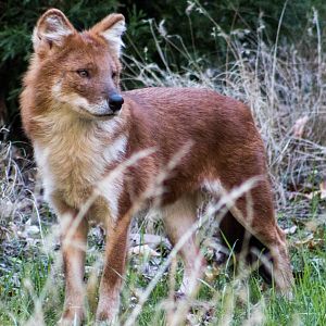 Chinese dhole