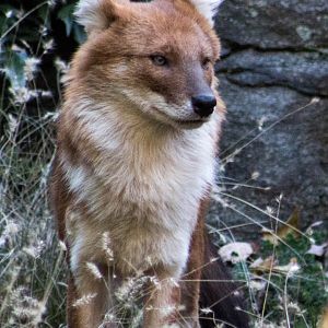 Chinese dhole