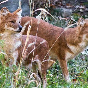 Chinese dhole