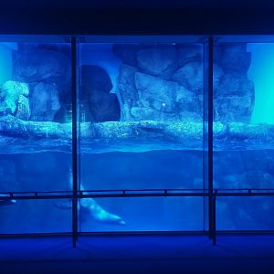 Sea Lion Exhibit