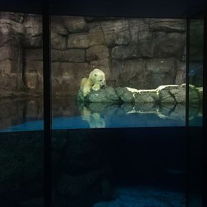 Polar Bear Exhibit