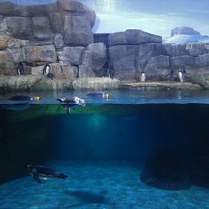 Penguin Exhibit