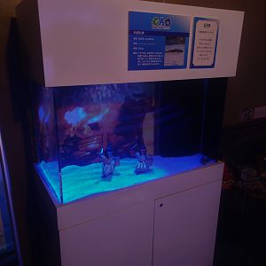 Sailfin Sandfish Exhibit