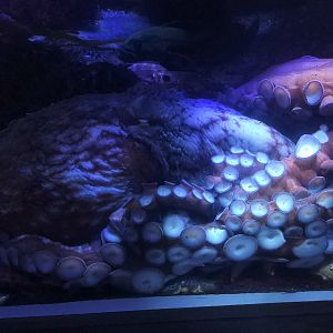 Giant Pacific Octopus