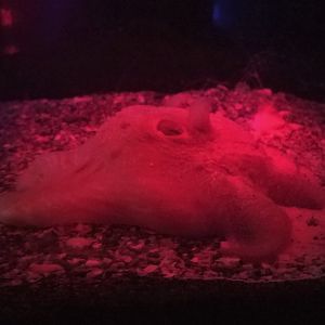 Flapjack Octopus