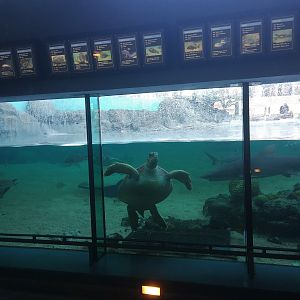 Outdoor Reef/Shore Tank