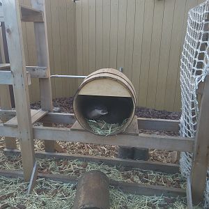 Asian Short-clawed Otter