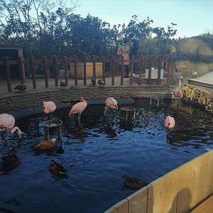 Flamingo Exhibit