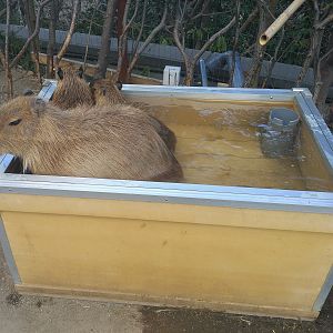 Capybara Bath