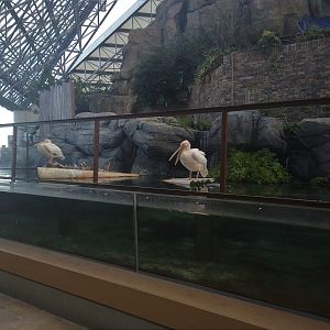 Pelican Exhibit