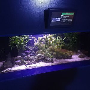 Tridentiger Brevispinis Exhibit