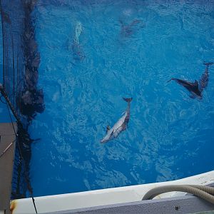 Pacific White-sided Dolphin